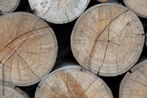 wood logs texture of aged annual rings