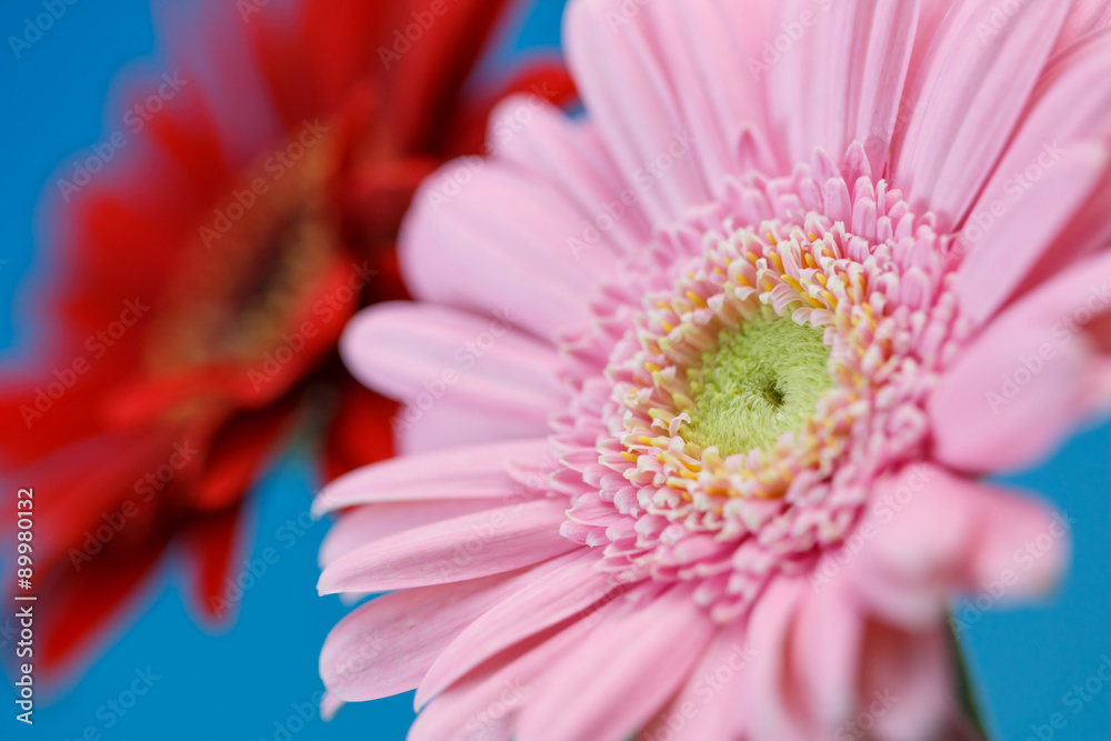 ガーベラの花 ガーベラの花