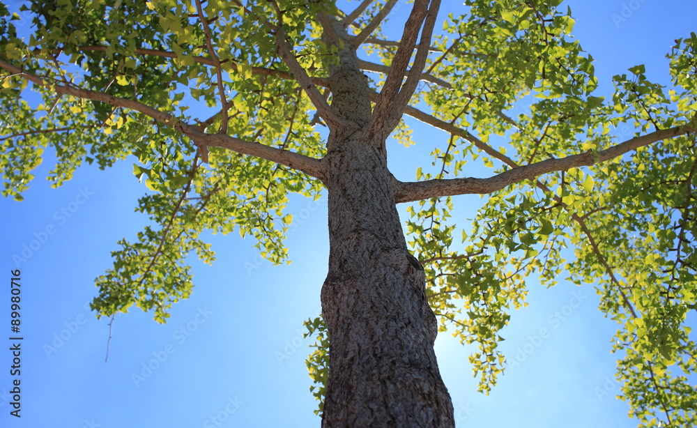 Naklejka premium 長居公園