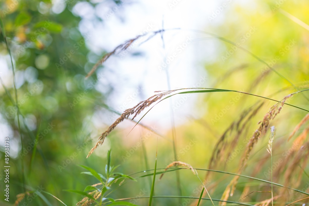 Fototapeta premium Grass ears in sun light