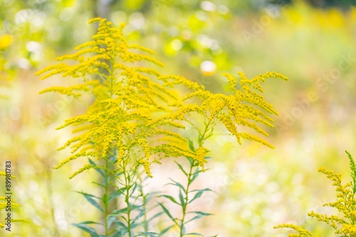 Beautiful yellow goldenrod flowers blooming