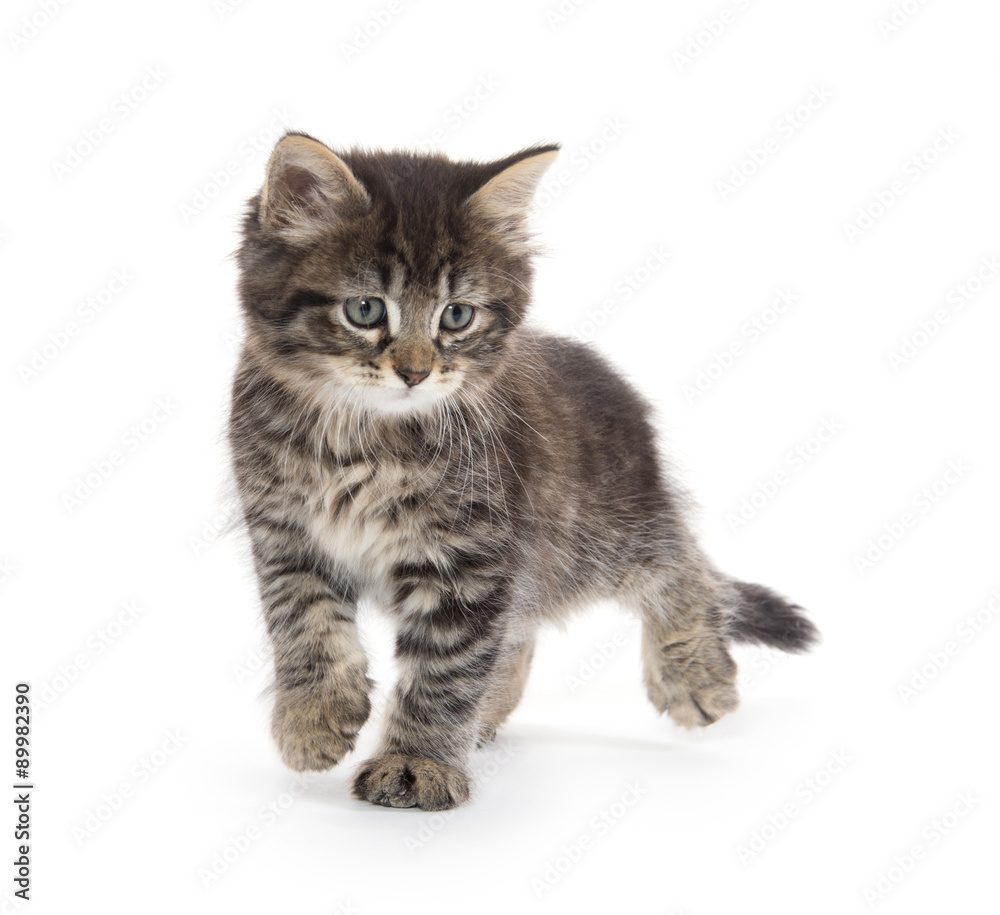 Cute baby tabby kitten on white