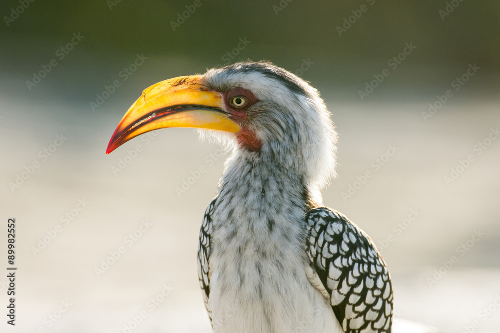 Fototapeta premium Yellow-billed hornbill