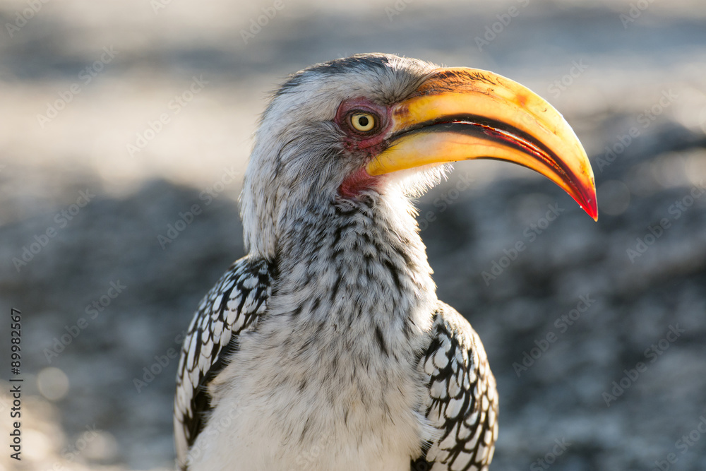 Yellow-billed hornbill