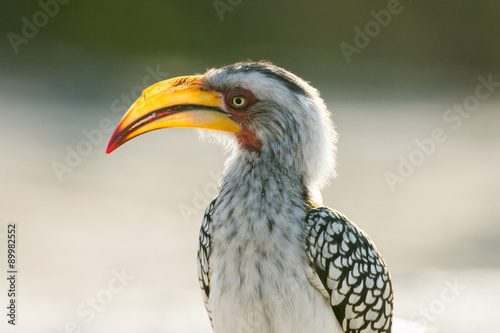 Yellow-billed hornbill © Tony Campbell