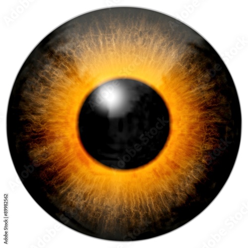 Brown orange eye