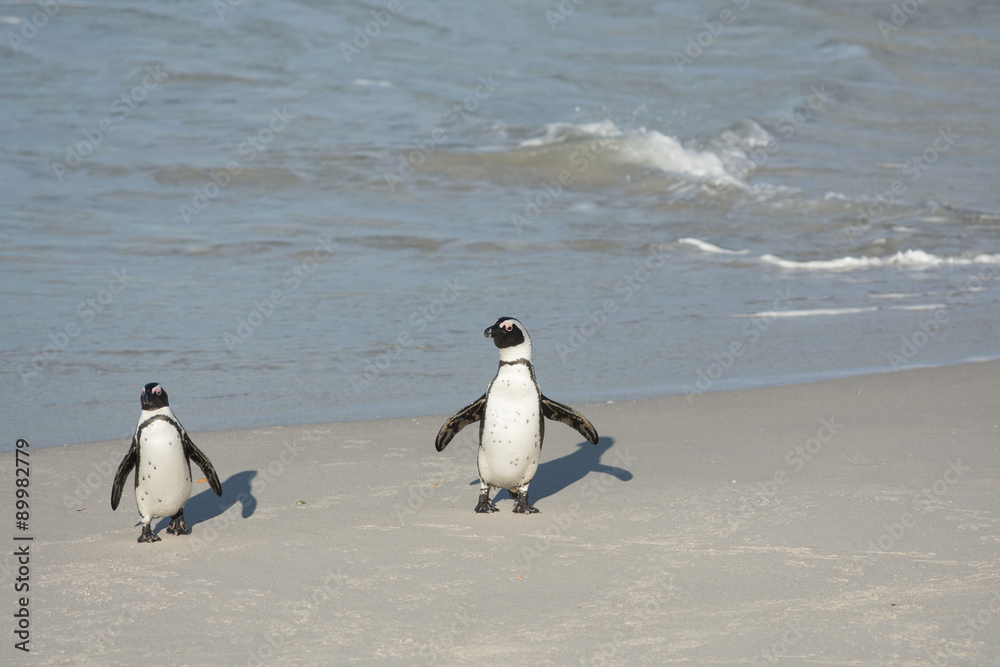 Fototapeta premium Two African penguins on the beach