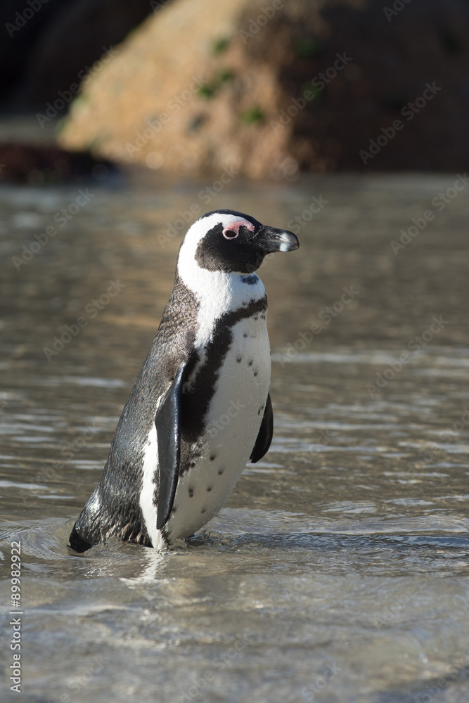 Fototapeta premium African penguin on the beach