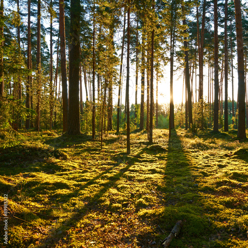 Sunrise in pine forest