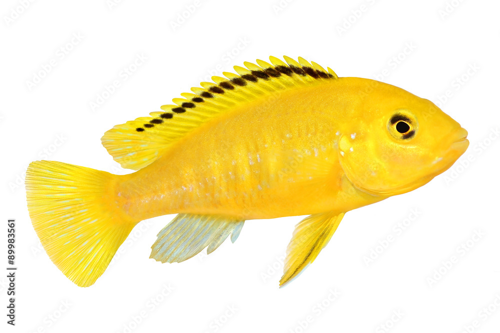 Fototapeta premium Electric yellow cichlid Labidochromis caeruleus Malawi Aquarium Fish