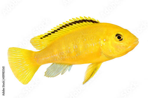 Electric yellow cichlid Labidochromis caeruleus Malawi Aquarium Fish  photo