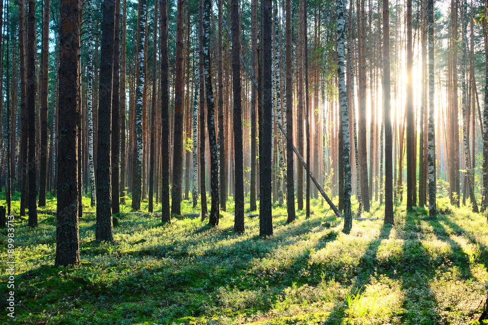 Sunrise in pine forest