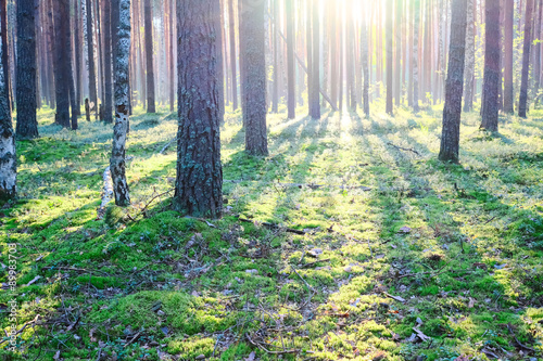 Sunrise in pine forest