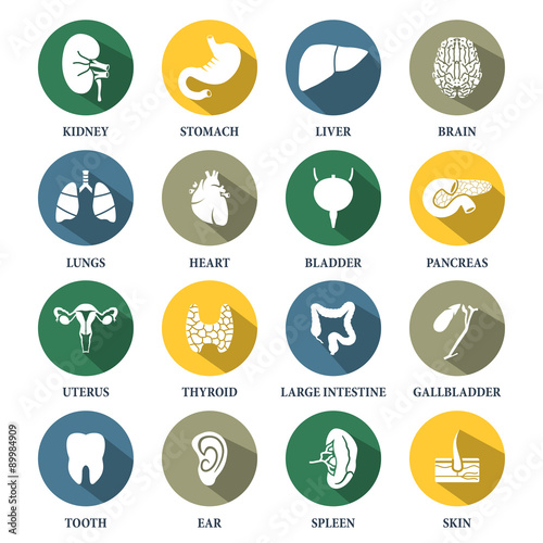 Vector human organs icons set