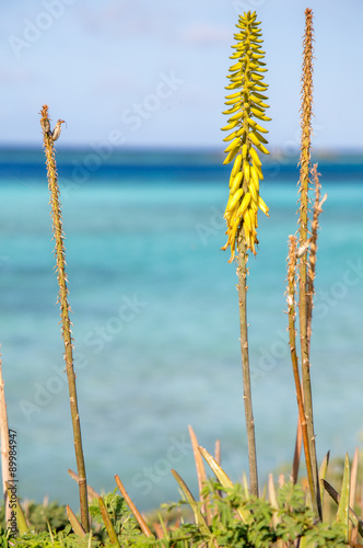 Aloe Vera with A View