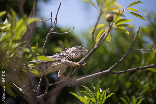 Green Iguana