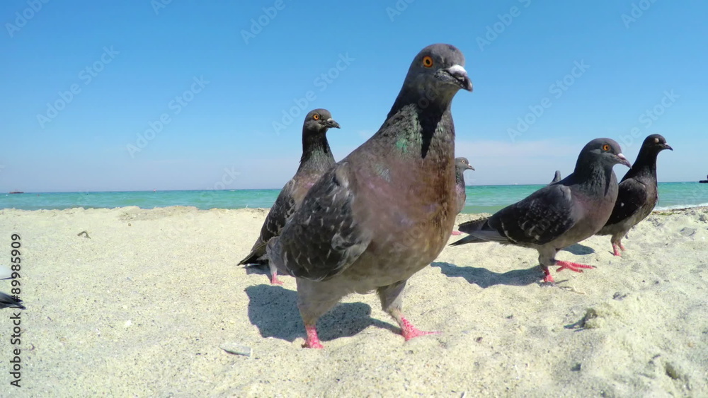 A Flock of Pigeons Flew at the Sunflower Seeds on the Sandy Sea Beach A Flock of Pigeons Flew at the Sunflower Seeds on the Sandy Sea Beach