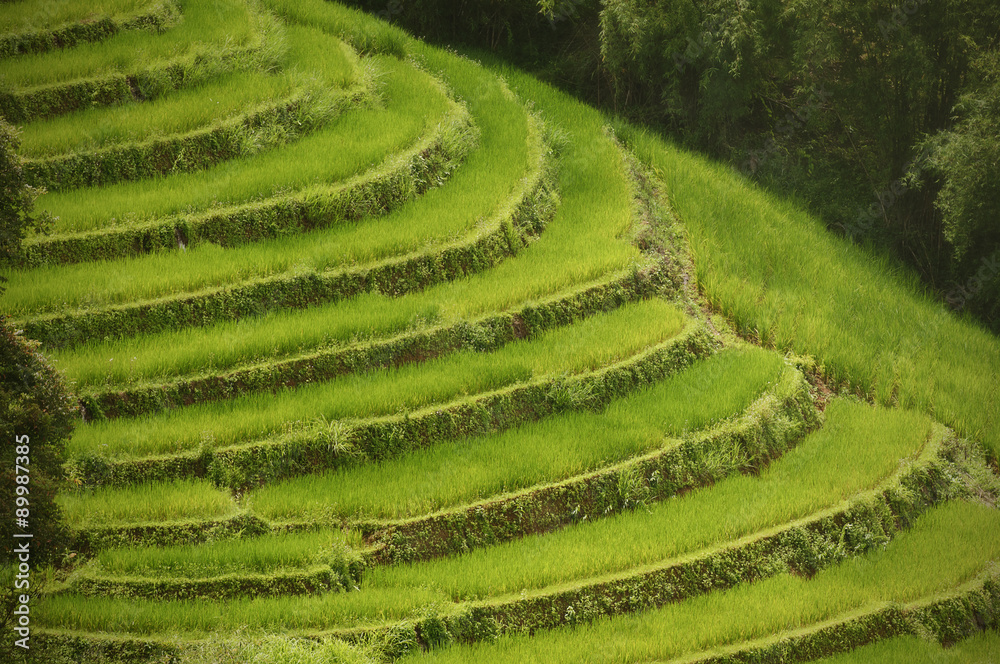 Closer view of the Rice Terraces scenic