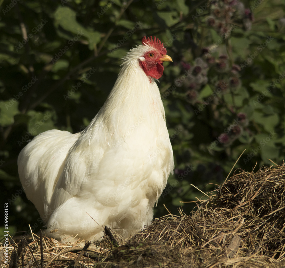 Fototapeta premium Chickens