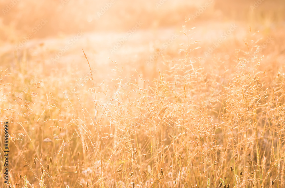 Fototapeta premium Beautiful yellow grass