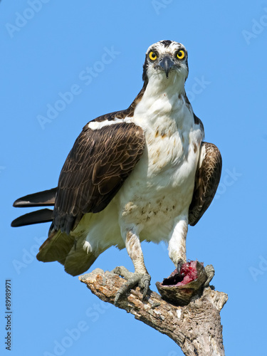 Osprey in Dead Tree with Eaten Fish