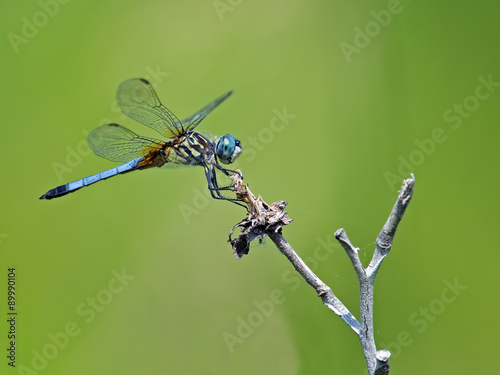 A Male Blue Dasher Dragonfly
