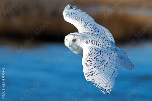 Samolepka Snowy Owl in Flight over Blue Water