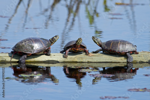 A Group of Painted Turtles resting on a floating Log.