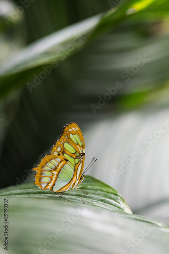 mariposa sobre hoja