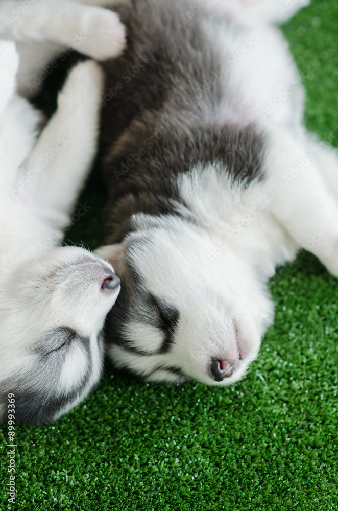 Two siberian husky puppies sleeping