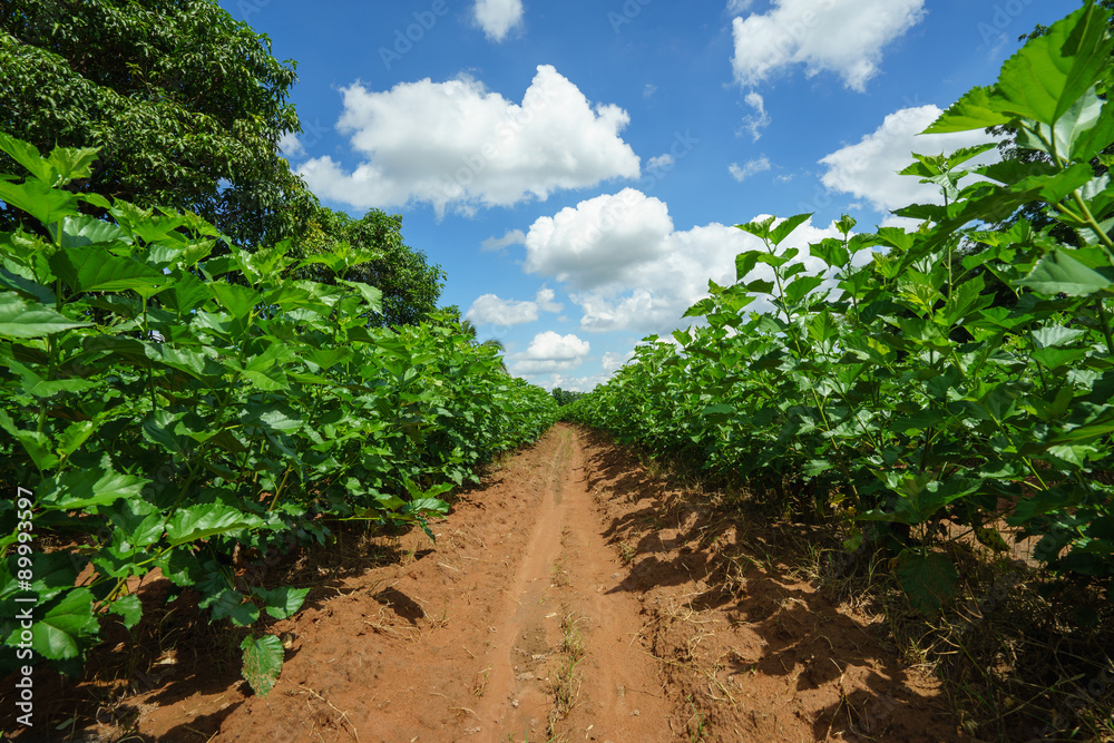 Naklejka premium Mulberry plantation