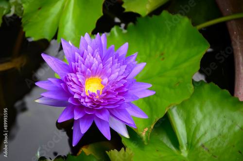 Beautiful lotus on the pond