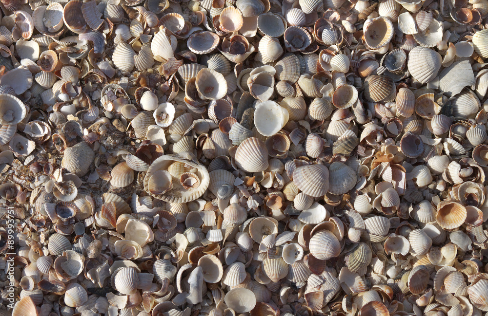 a lot of small seashells as background
