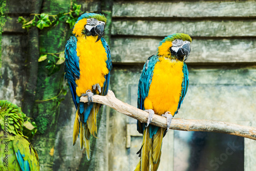 One blue-and-yellow macaw (ara ararauna) sitting on a branch, fo