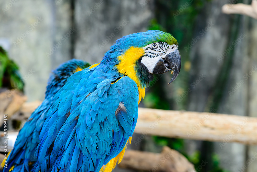 close-up portrait one blue-and-yellow macaw (ara ararauna) close-up portrait one blue-and-yellow macaw (ara ararauna)