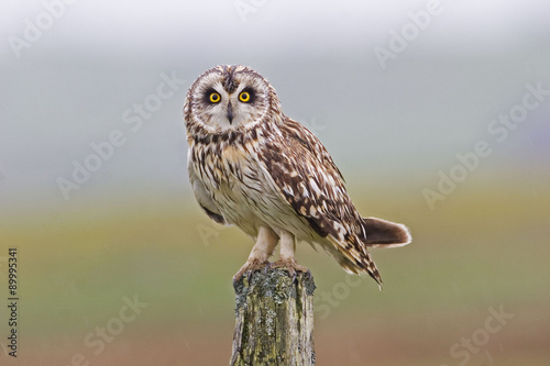 Perched Short-eared Owl, Asio flammeus photo