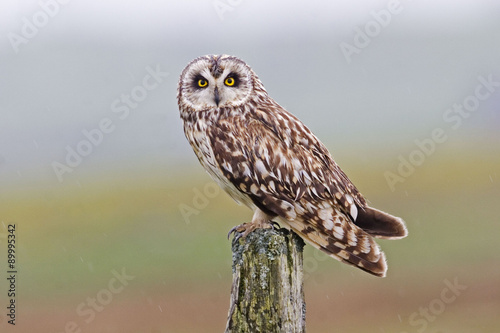Perched Short-eared Owl, Asio flammeus, from the moors of orkney photo
