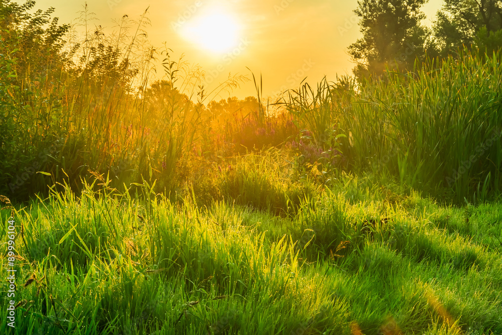 Obraz premium Early morning fog in the forest