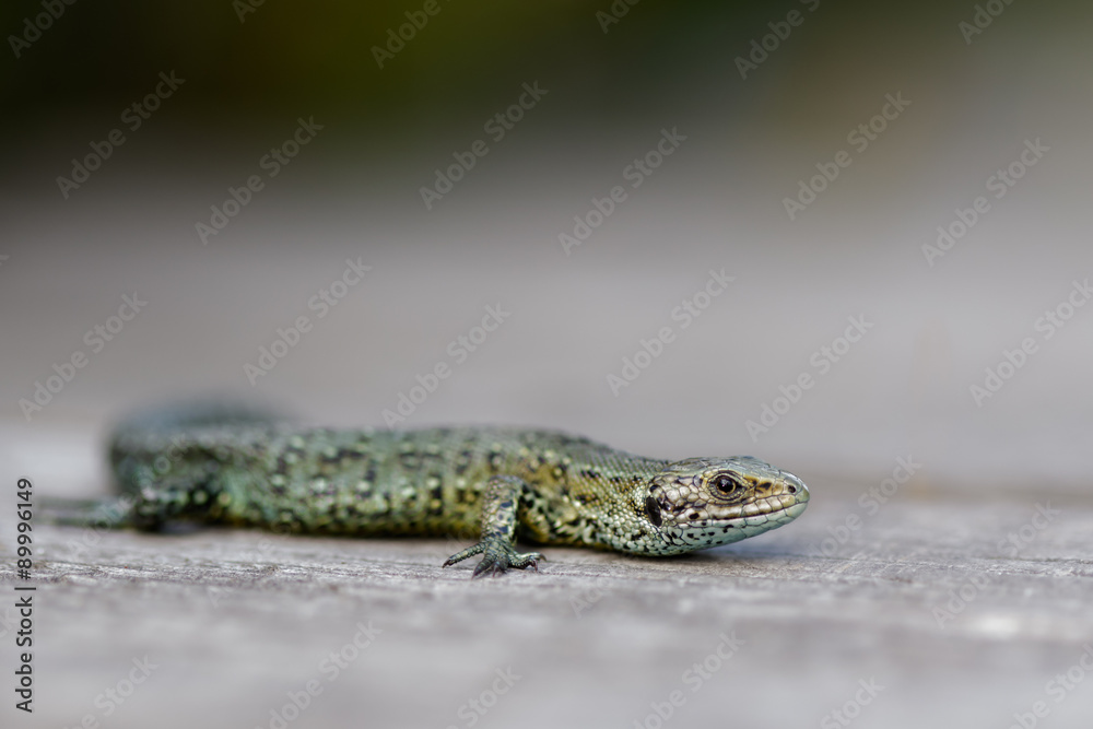 Naklejka premium Common Lizard (zootoca vivipara) basking or sunbathing on wooden boardwalk