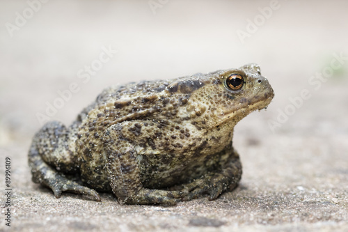 Common Toad (bufo bufo)