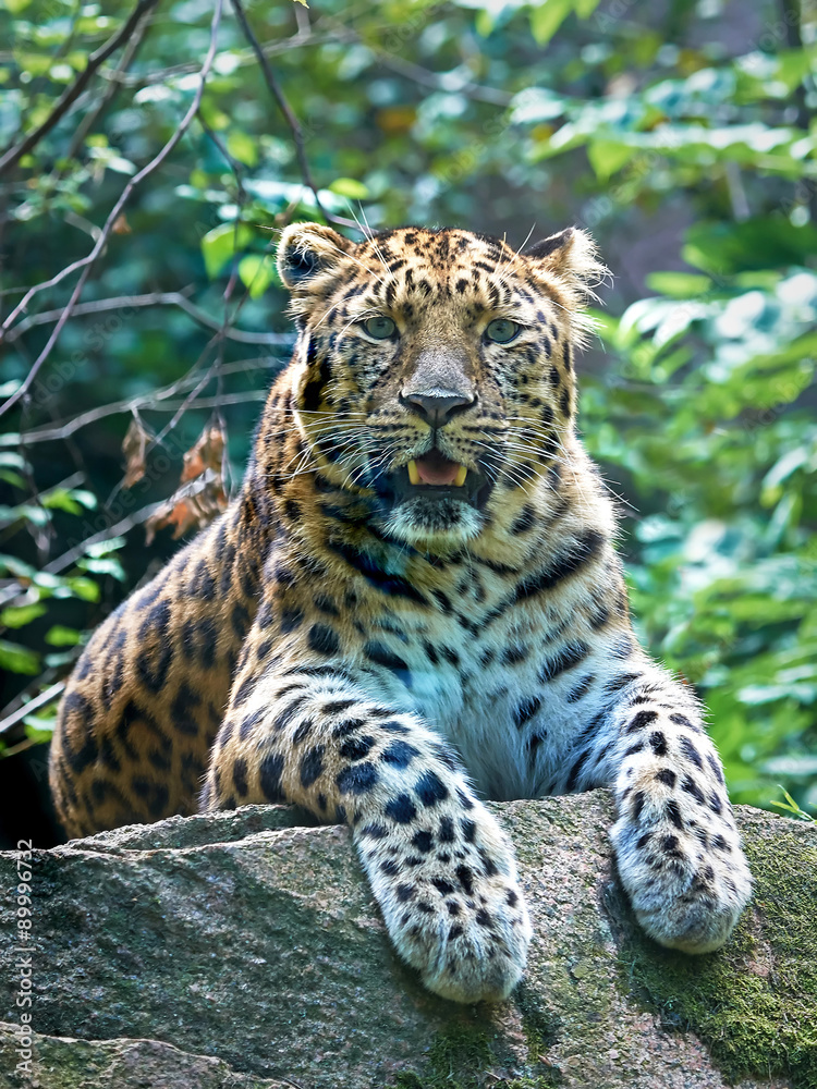Amur leopard (Panthera pardus orientalis) Amur leopard (Panthera pardus orientalis)