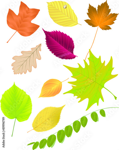 Autumn leaf collection  vector illustration - tulip tree  oak  acacia  cherry  dogwood  European White Elm  sycamore  sycamore maple  European beech  linden