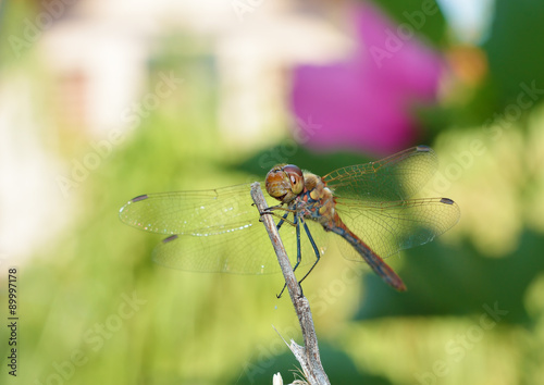 Dragonfly on a dry branch, with flower