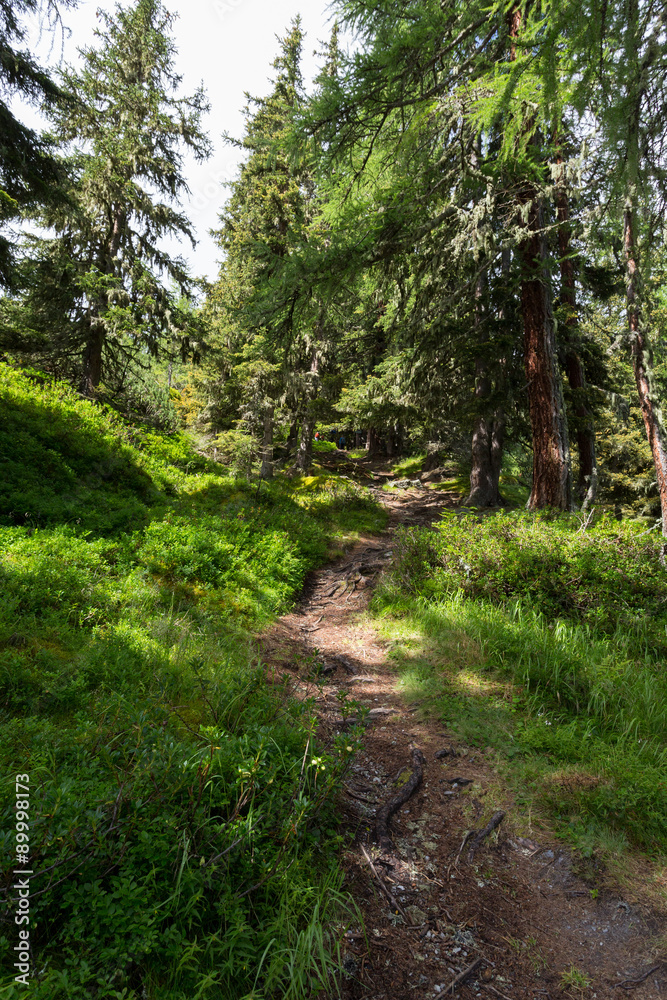 Fototapeta premium Sentier en forêt