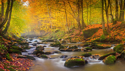 Keuken achterwand Bosrivier Magische rivier in herfstbos  © vovik_mar