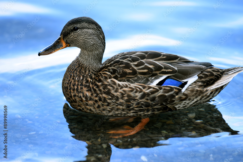 Duck at Minnewaska State Park Reserve Upstate NY during summer time Duck at Minnewaska State Park Reserve Upstate NY during summer time