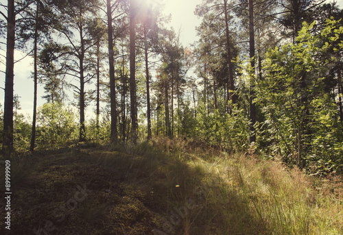 Sunny day in forest