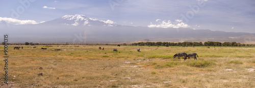 Zebras in Amboseli National Park  Kenya