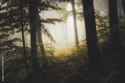 misty autumn forest