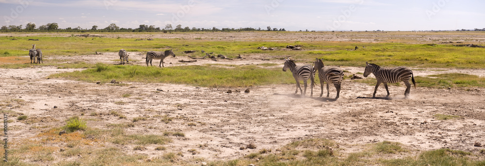 Zebras in Amboseli National Park, Kenya Zebras in Amboseli National Park, Kenya